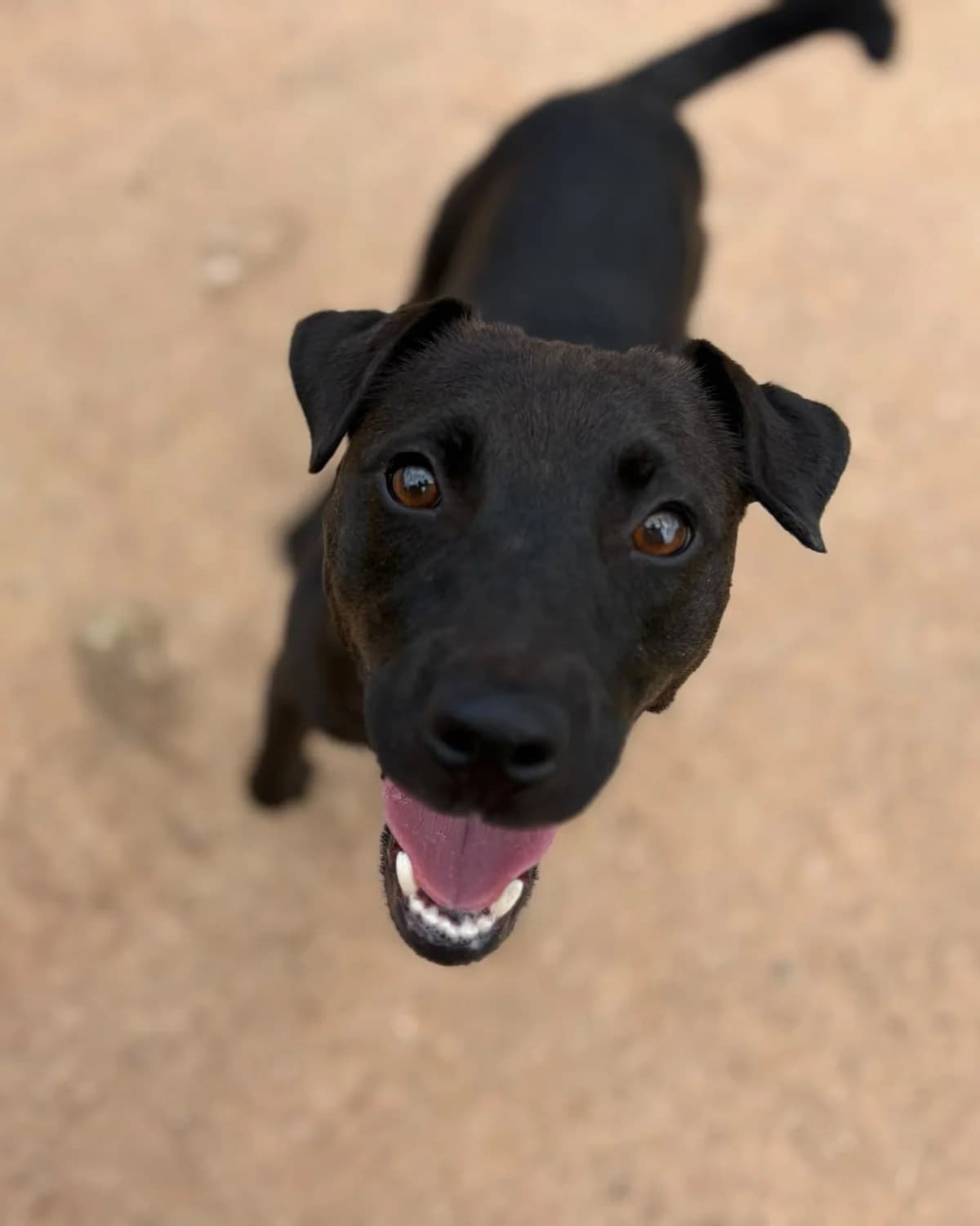 Shane, male puppy mixed breed for adoption at Dogs