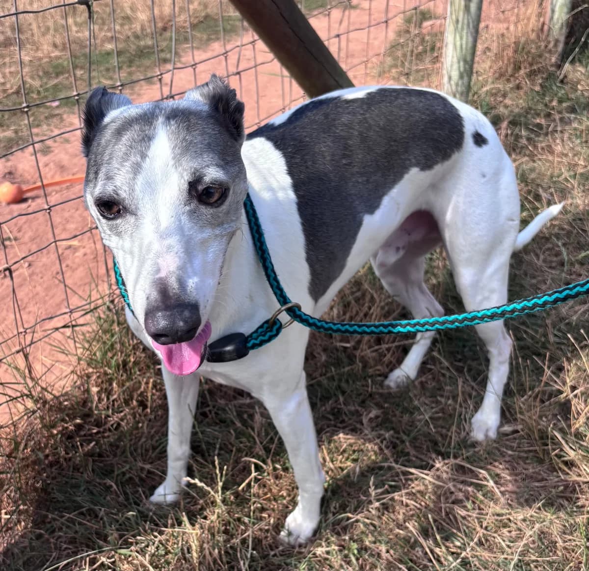 Sky, male 7yo Whippet for adoption at Dogs