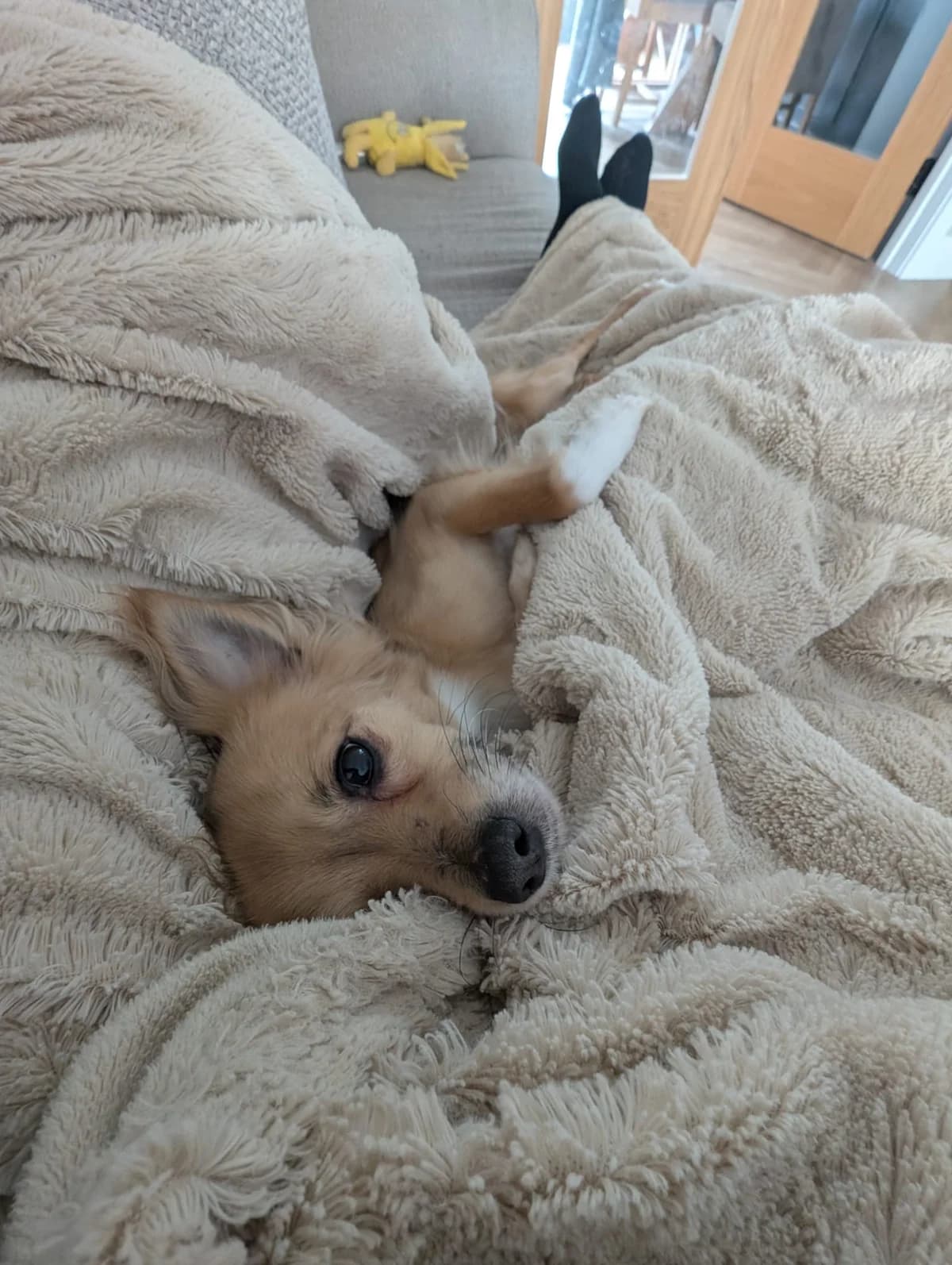 Sookie, Chihuahua (Dogs)