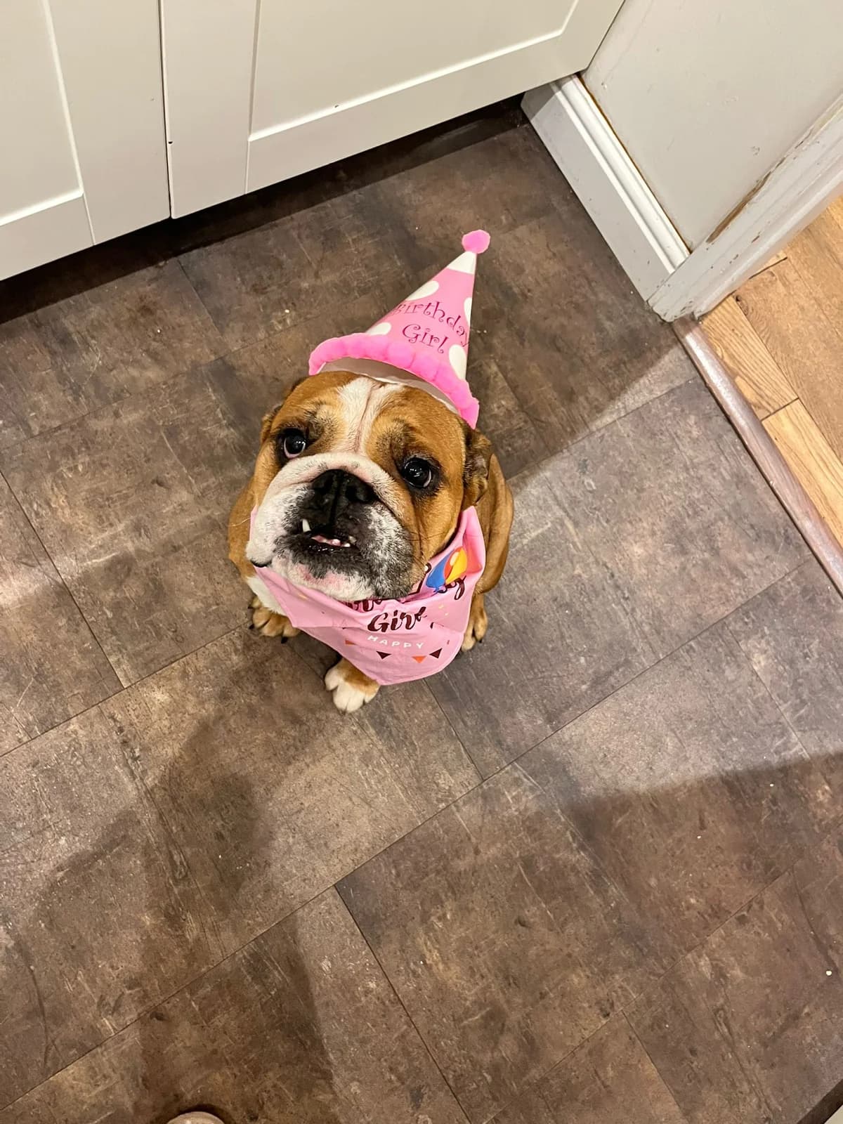 Winnie, female 6yo English Bulldog for adoption at Dogs