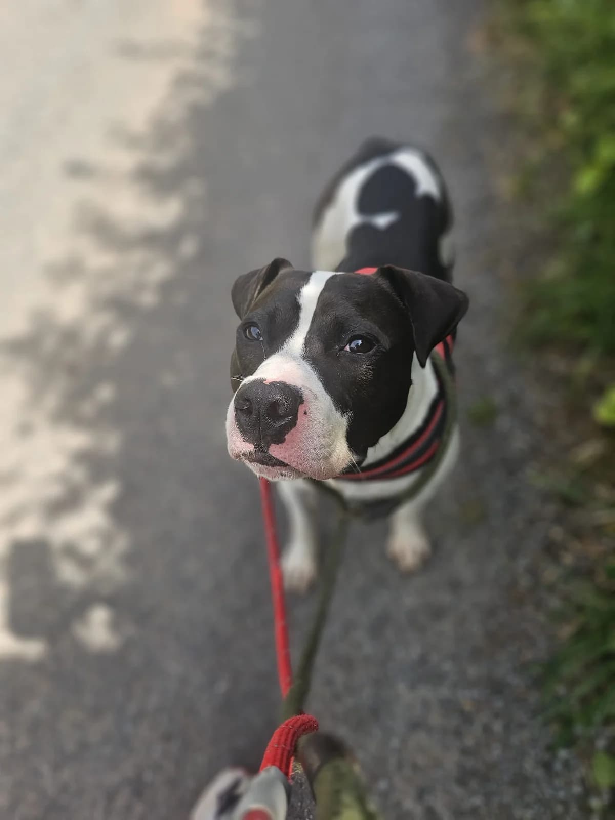 Winston, male puppy Staffordshire Bull Terrier for adoption at Dogs