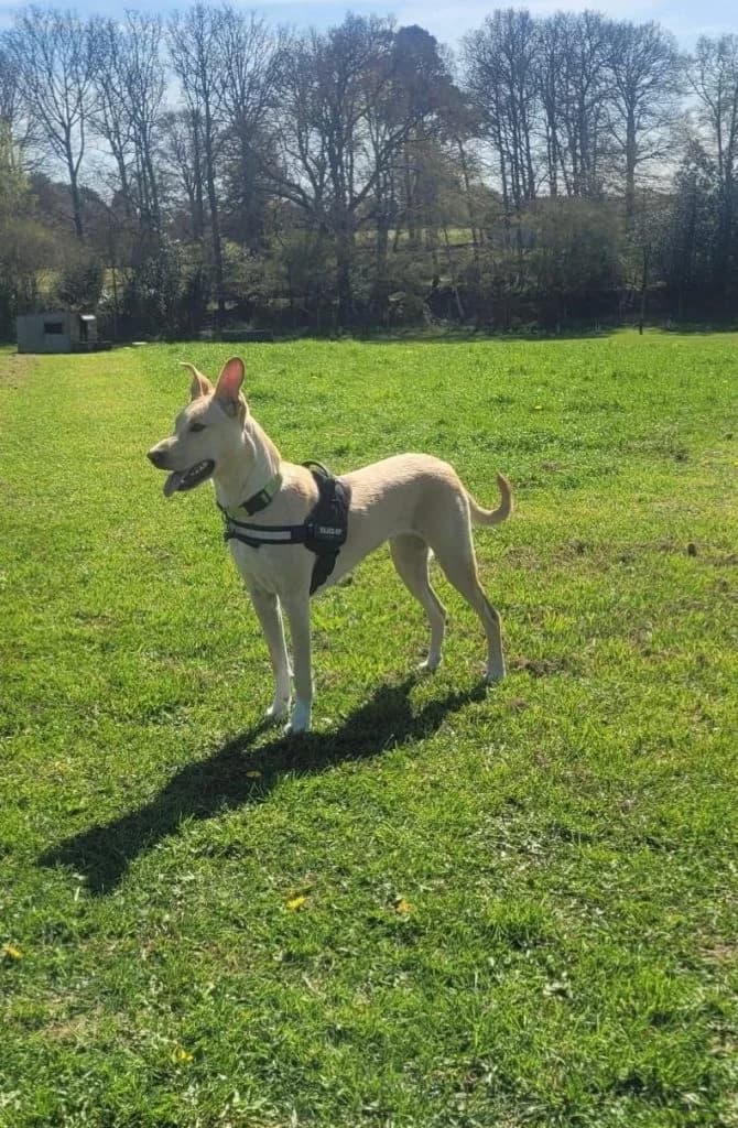 Blanca, cream female Mixed Breed for adoption at Dogs N Homes Rescue, London