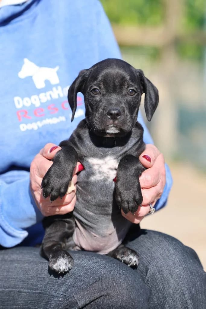 Cassie, Mixed Breed (Dogs N Homes Rescue)