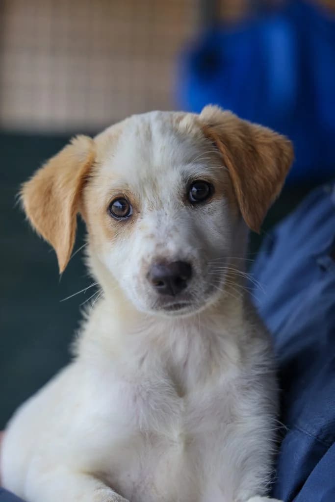 Loupie, female puppy Mixed Breed for adoption at Dogs N Homes Rescue, London