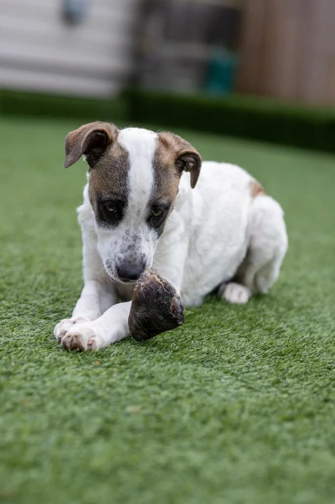 Poppy, female Mixed Breed for adoption at Dogs N Homes Rescue, London