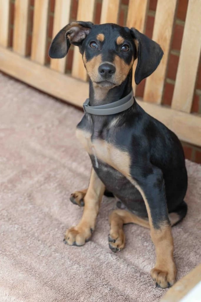 Shadow, male puppy Mixed Breed for adoption at Dogs N Homes Rescue, London