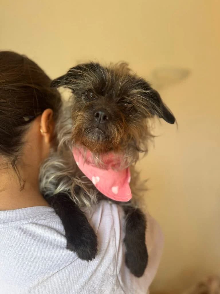 Katinka, female Mixed Breed for adoption at Dogs N Homes Rescue, London