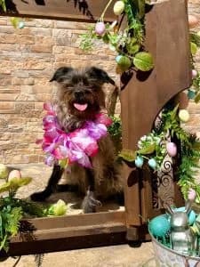 Katinka, female Mixed Breed for adoption at Dogs N Homes Rescue, London — photo 2 of 22