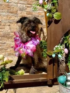 Katinka, female Mixed Breed for adoption at Dogs N Homes Rescue, London — photo 3 of 22