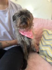 Katinka, female Mixed Breed for adoption at Dogs N Homes Rescue, London — photo 5 of 22