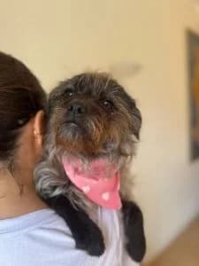 Katinka, female Mixed Breed for adoption at Dogs N Homes Rescue, London — photo 6 of 22