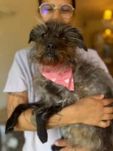 Katinka, female Mixed Breed for adoption at Dogs N Homes Rescue, London — photo 8 of 22