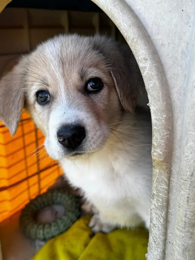 Nancy, female puppy Mixed Breed for adoption at Dogs N Homes Rescue, London