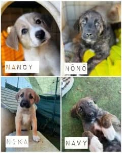 Nancy, female Mixed Breed for adoption at Dogs N Homes Rescue, London — photo 2 of 10