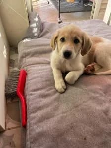 Nancy, female Mixed Breed for adoption at Dogs N Homes Rescue, London — photo 3 of 10