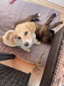 Nancy, female Mixed Breed for adoption at Dogs N Homes Rescue, London — photo 4 of 10