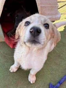 Nancy, female Mixed Breed for adoption at Dogs N Homes Rescue, London — photo 5 of 10