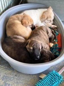 Nancy, female Mixed Breed for adoption at Dogs N Homes Rescue, London — photo 6 of 10