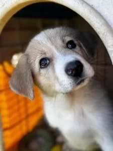 Nancy, female Mixed Breed for adoption at Dogs N Homes Rescue, London — photo 8 of 10