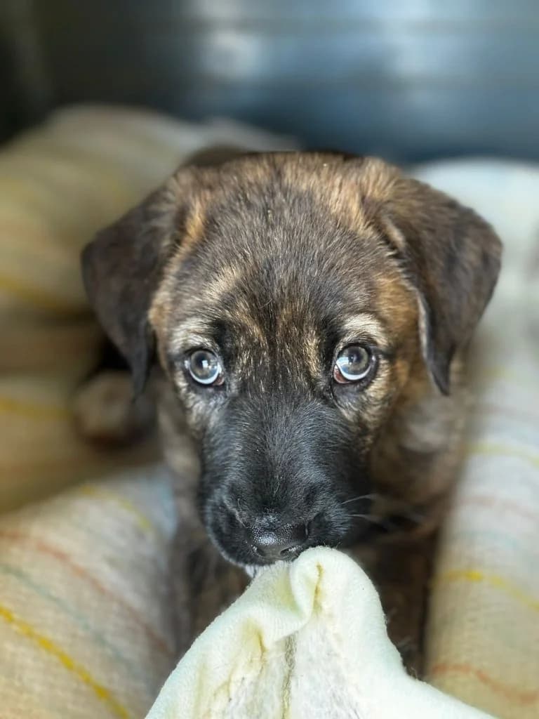 Navy, female puppy Mixed Breed for adoption at Dogs N Homes Rescue, London