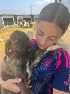 Navy, female Mixed Breed for adoption at Dogs N Homes Rescue, London — photo 4 of 15