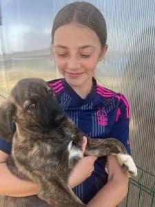 Navy, female Mixed Breed for adoption at Dogs N Homes Rescue, London — photo 6 of 15