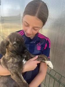 Navy, female Mixed Breed for adoption at Dogs N Homes Rescue, London — photo 7 of 15