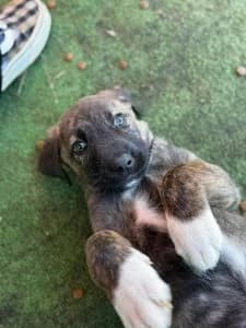 Navy, female Mixed Breed for adoption at Dogs N Homes Rescue, London — photo 8 of 15
