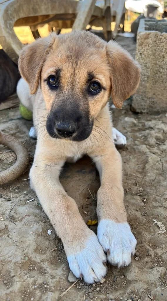 Nika, female puppy Mixed Breed for adoption at Dogs N Homes Rescue, London