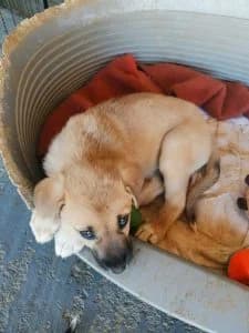 Nika, female Mixed Breed for adoption at Dogs N Homes Rescue, London — photo 2 of 9