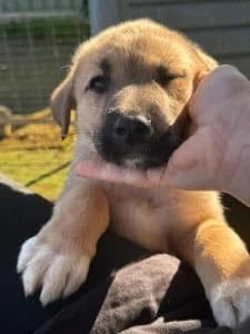 Nika, female Mixed Breed for adoption at Dogs N Homes Rescue, London — photo 3 of 9