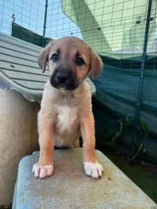 Nika, female Mixed Breed for adoption at Dogs N Homes Rescue, London — photo 4 of 9