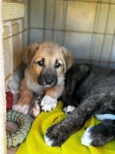 Nika, female Mixed Breed for adoption at Dogs N Homes Rescue, London — photo 5 of 9