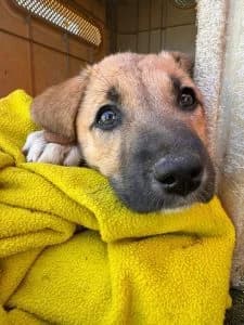 Nika, female Mixed Breed for adoption at Dogs N Homes Rescue, London — photo 6 of 9