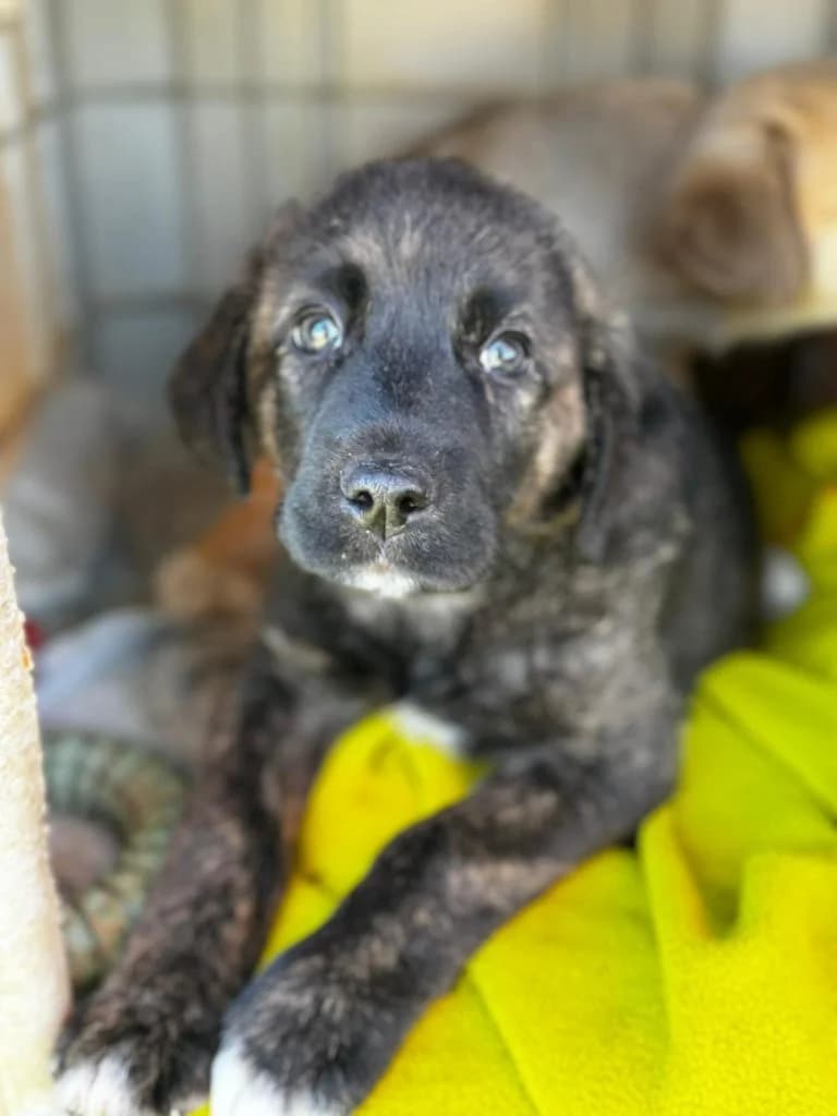 Nono, female Mixed Breed for adoption at Dogs N Homes Rescue, London