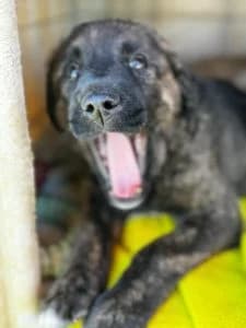 Nono, female Mixed Breed for adoption at Dogs N Homes Rescue, London — photo 3 of 6