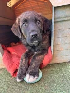 Nono, female Mixed Breed for adoption at Dogs N Homes Rescue, London — photo 5 of 6