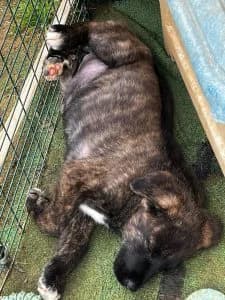 Nono, female Mixed Breed for adoption at Dogs N Homes Rescue, London — photo 6 of 6