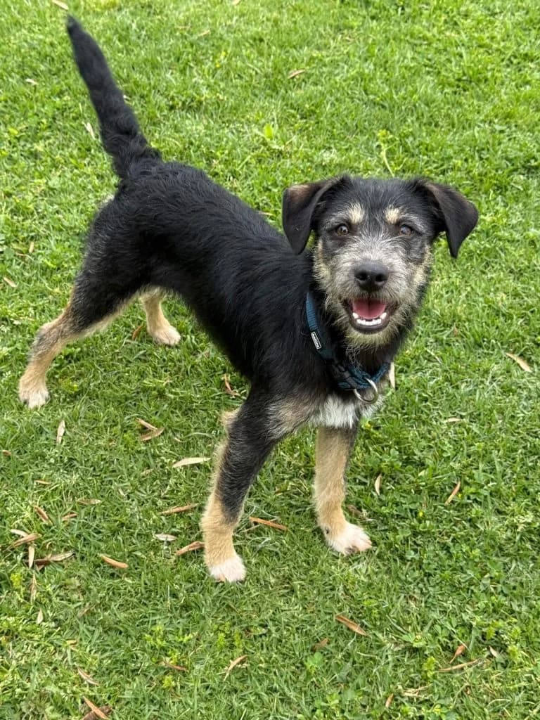 Max, male young Mixed Breed for adoption at Dogs N Homes Rescue, London
