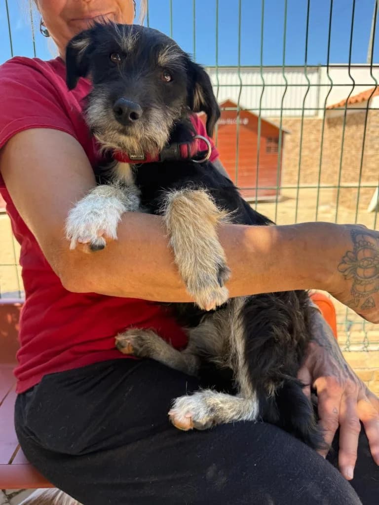 Maddy, female young Mixed Breed for adoption at Dogs N Homes Rescue, London