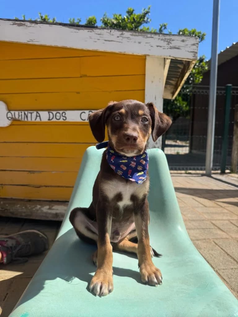 Loki, male puppy Mixed Breed for adoption at Dogs N Homes Rescue, London