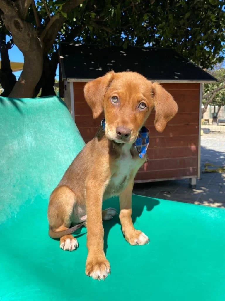 Lennox, male puppy Mixed Breed for adoption at Dogs N Homes Rescue, London