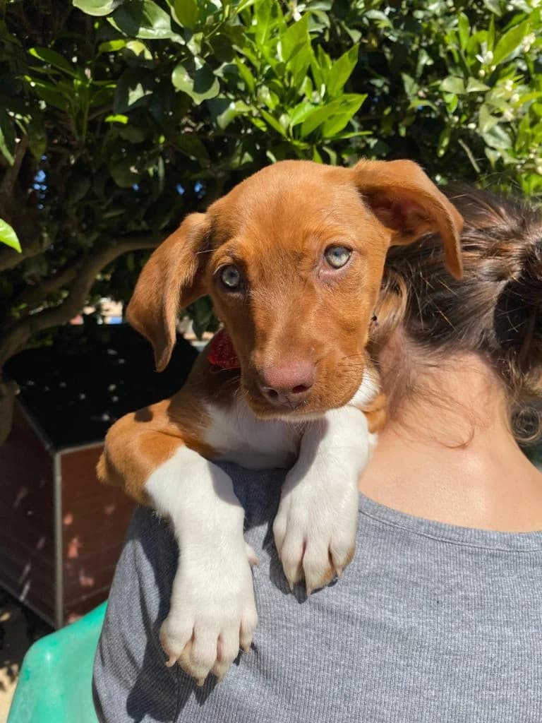 Lola, female Mixed Breed for adoption at Dogs N Homes Rescue, London