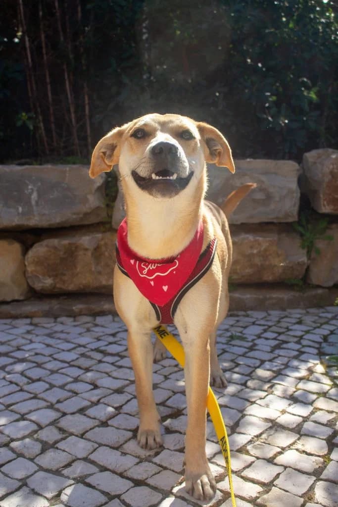 Blondie, female puppy Mixed Breed for adoption at Dogs N Homes Rescue, London