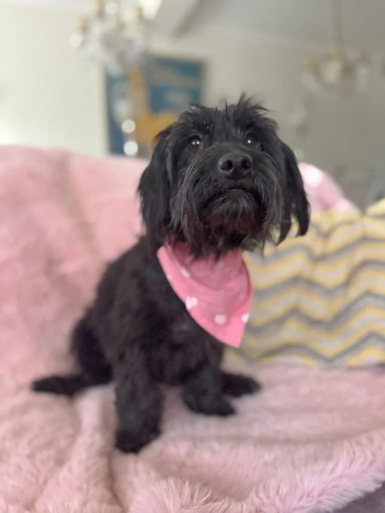 Heidi, female puppy Mixed Breed for adoption at Dogs N Homes Rescue, London