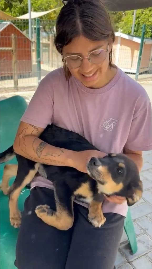 Marshall, male puppy Mixed Breed for adoption at Dogs N Homes Rescue, London