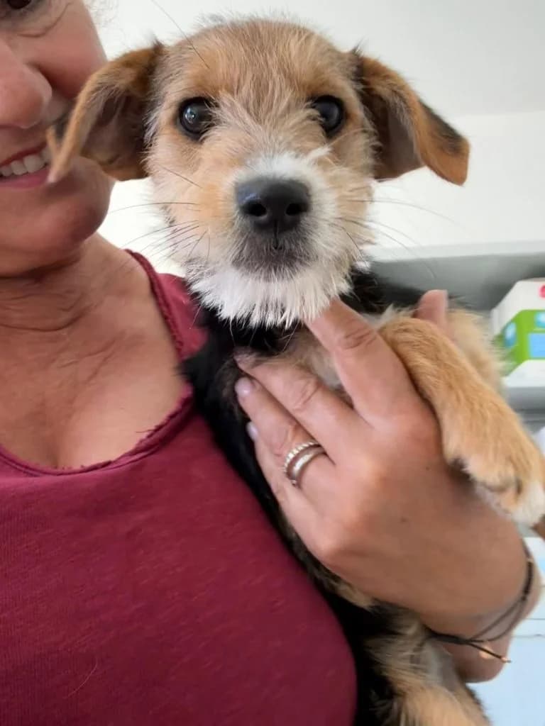 Trixie, female puppy Mixed Breed for adoption at Dogs N Homes Rescue, London
