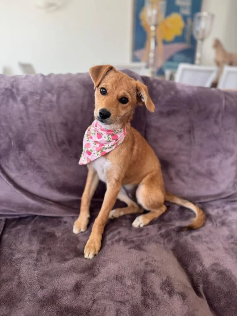 Trudy, female puppy Mixed Breed for adoption at Dogs N Homes Rescue, London