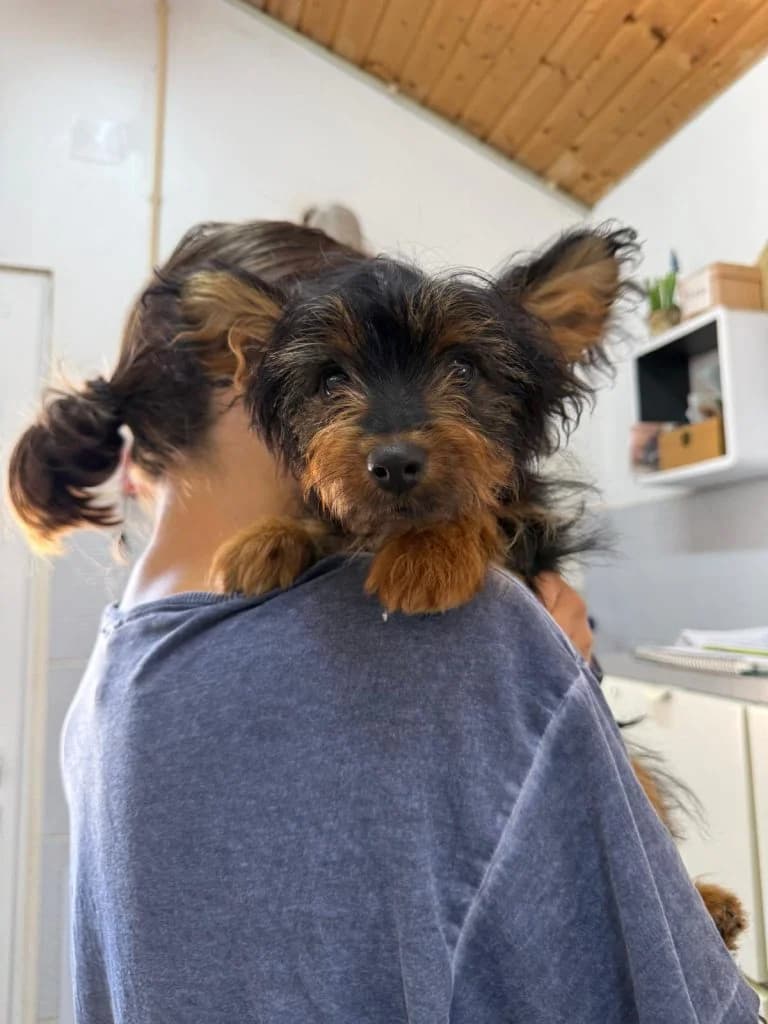 Mini-Max, male puppy Mixed Breed for adoption at Dogs N Homes Rescue, London