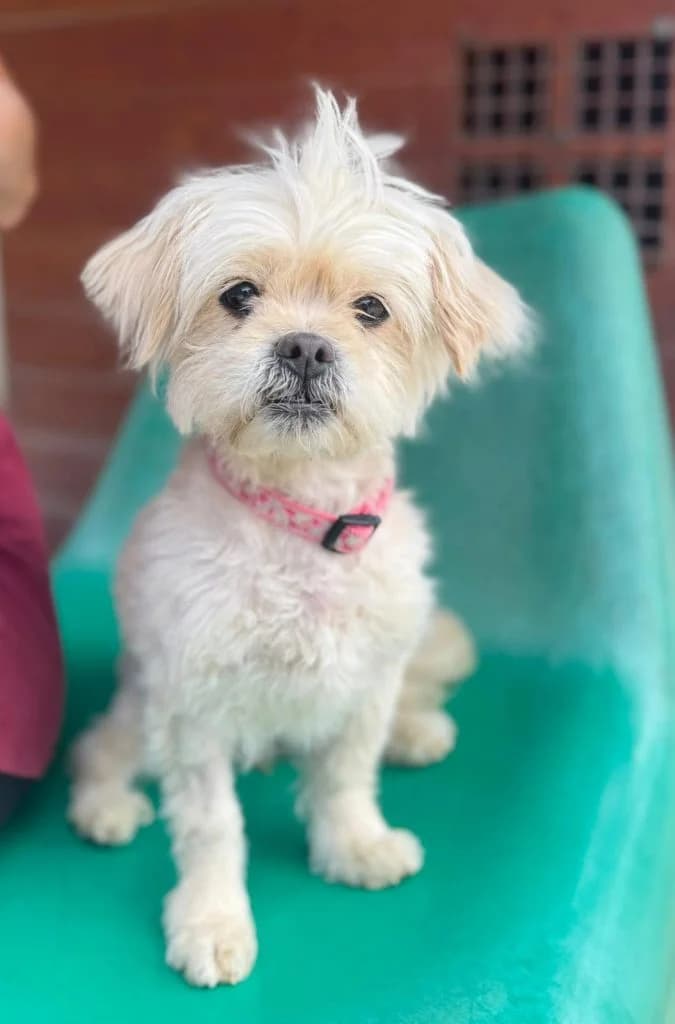 Valentina, female 5yo Mixed Breed for adoption at Dogs N Homes Rescue, London